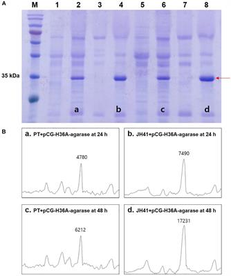 Reverse Engineering Targets for Recombinant Protein Production in Corynebacterium glutamicum Inspired by a Fast-Growing Evolved Descendant